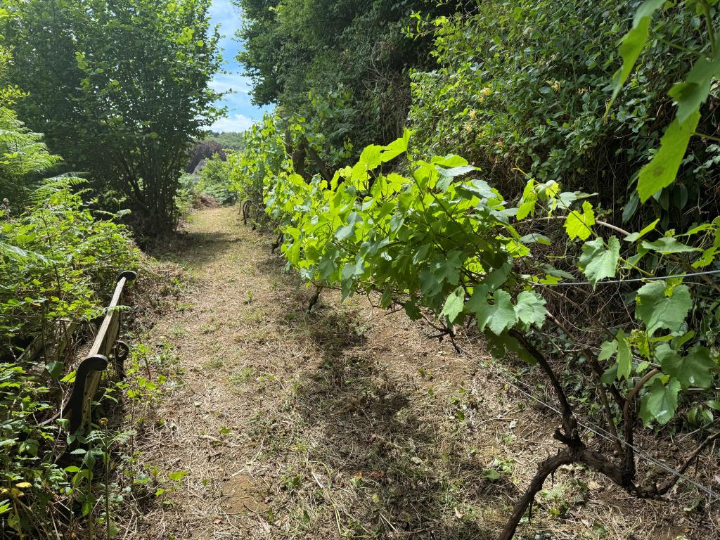 Lot: 75 - VILLAGE CENTRE LAND WITH POTENTIAL AND EXISTING SUMMER HOUSE - A Look Along one of the Rows of Grapes